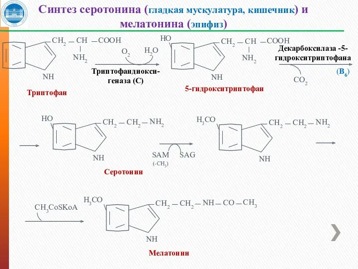 Синтез серотонина (гладкая мускулатура, кишечник) и мелатонина (эпифиз) Триптофан NН