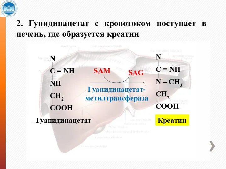 2. Гунидинацетат с кровотоком поступает в печень, где образуется креатин Гуанидинацетат- метилтрансфераза SAG