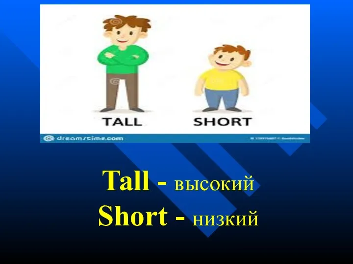 Tall - высокий Short - низкий