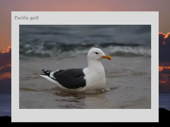 Pacific gull