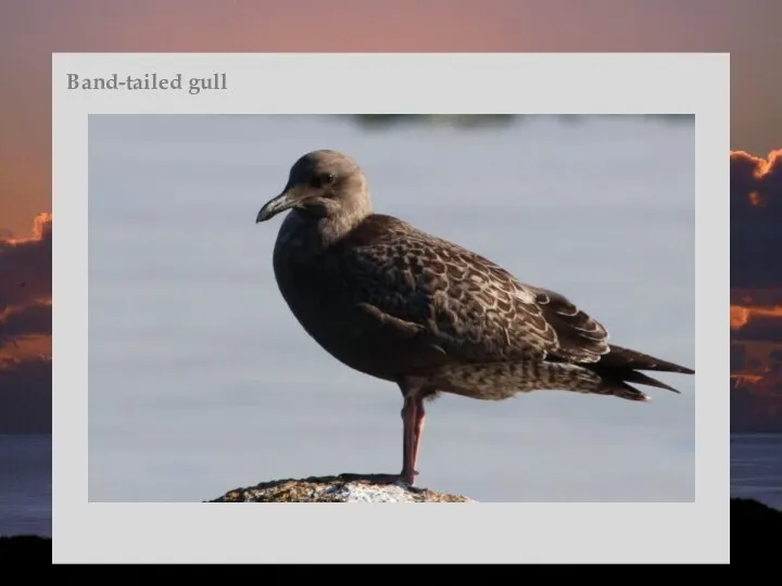 Band-tailed gull