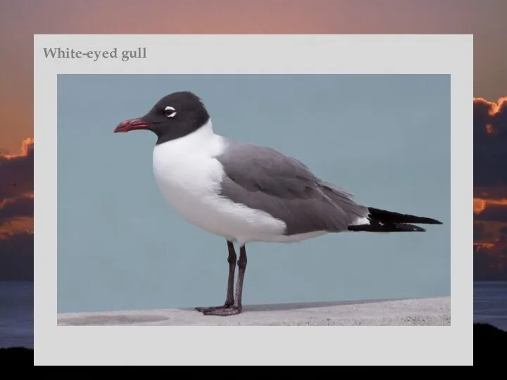 White-eyed gull