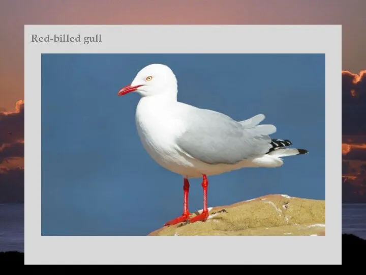 Red-billed gull