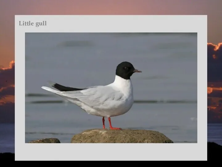 Little gull