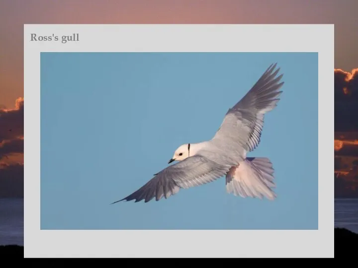 Ross's gull