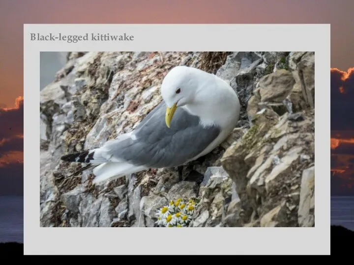 Black-legged kittiwake