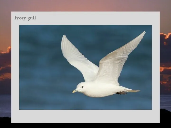 Ivory gull