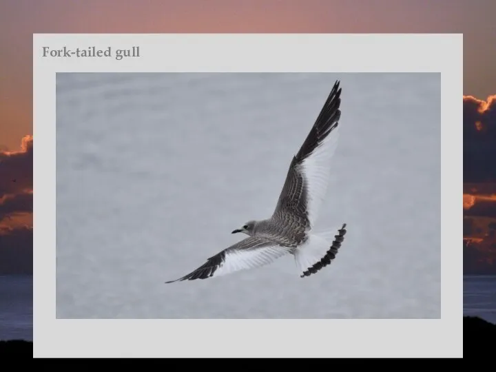 Fork-tailed gull