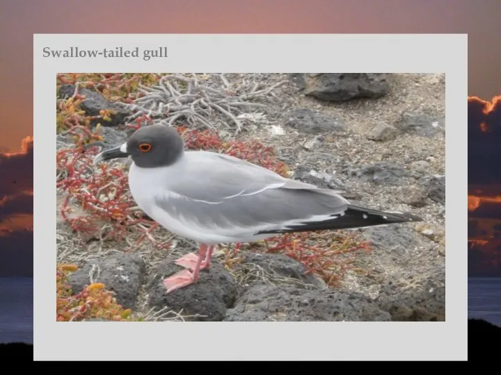 Swallow-tailed gull