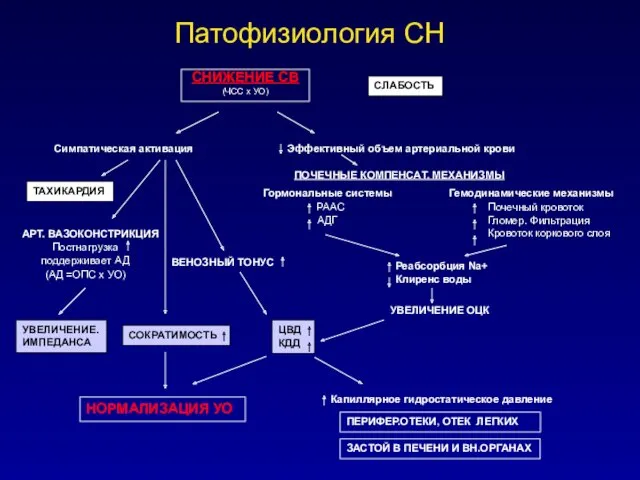 Патофизиология СН СНИЖЕНИЕ СВ (ЧСС х УО) Симпатическая активация ТАХИКАРДИЯ