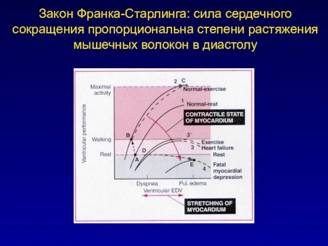 Закон Франка-Старлинга: сила сердечного сокращения пропорциональна степени растяжения мышечных волокон в диастолу