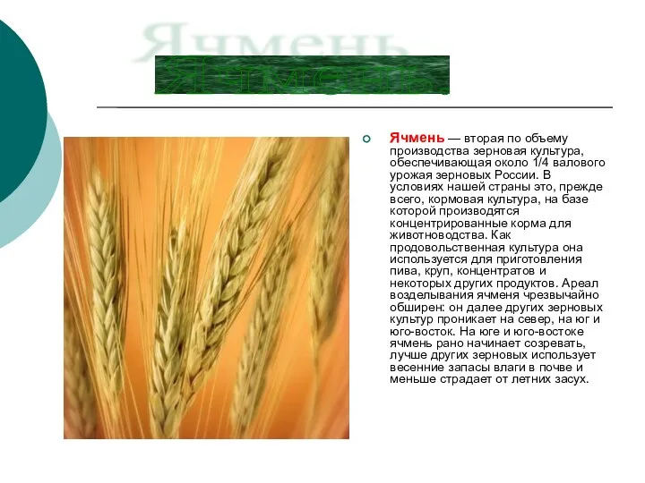 Ячмень — вторая по объему производства зерновая культура, обеспечивающая около