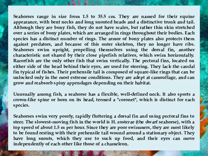 Seahorses range in size from 1.5 to 35.5 cm. They
