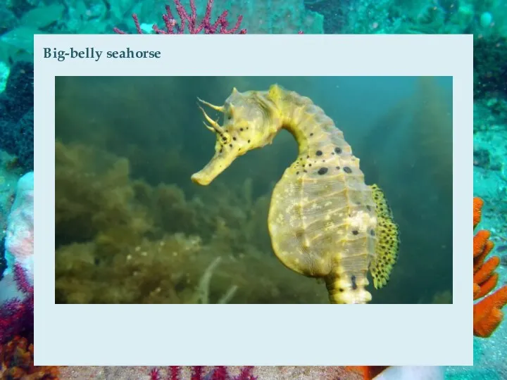 Big-belly seahorse