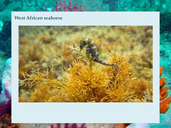 West African seahorse