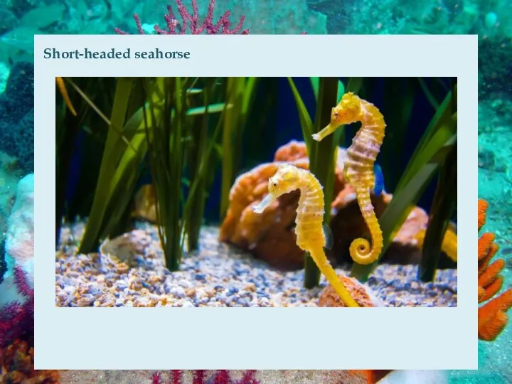 Short-headed seahorse