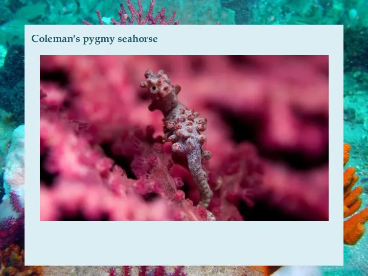 Coleman's pygmy seahorse