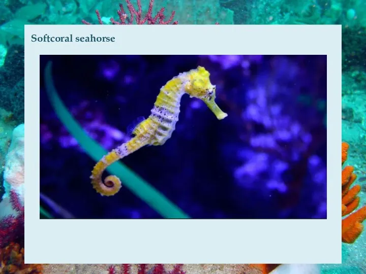 Softcoral seahorse