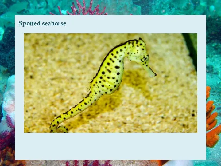 Spotted seahorse