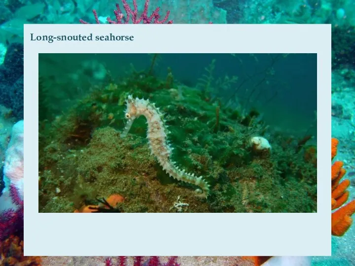 Long-snouted seahorse