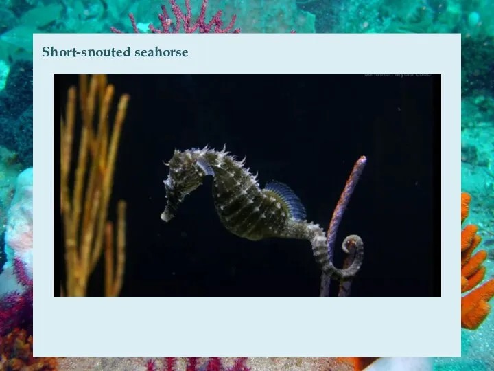 Short-snouted seahorse