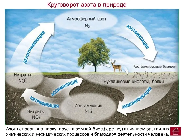 Азот непрерывно циркулирует в земной биосфере под влиянием различных химических