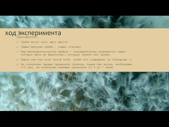 ход эксперимента выяснилось: Грибы могут есть друг друга; Самые живучие