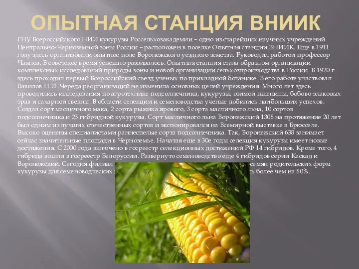 ОПЫТНАЯ СТАНЦИЯ ВНИИК ГНУ Всероссийского НИИ кукурузы Россельхозакадемии – одно из старейших научных