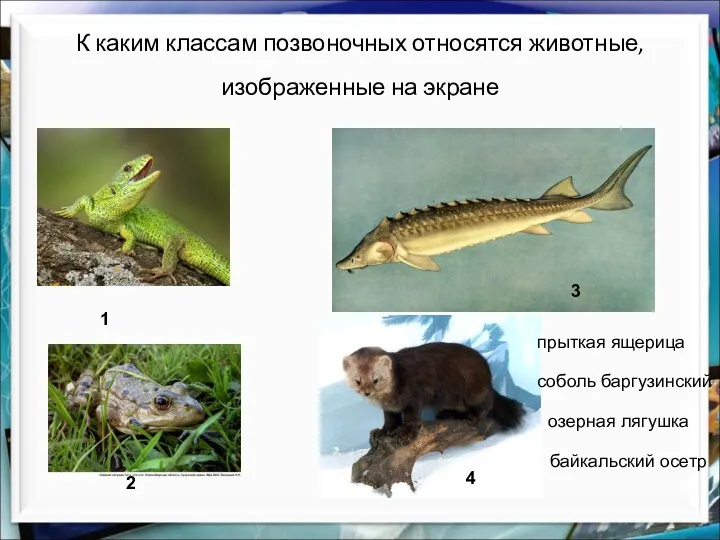 К каким классам позвоночных относятся животные, изображенные на экране озерная лягушка прыткая ящерица