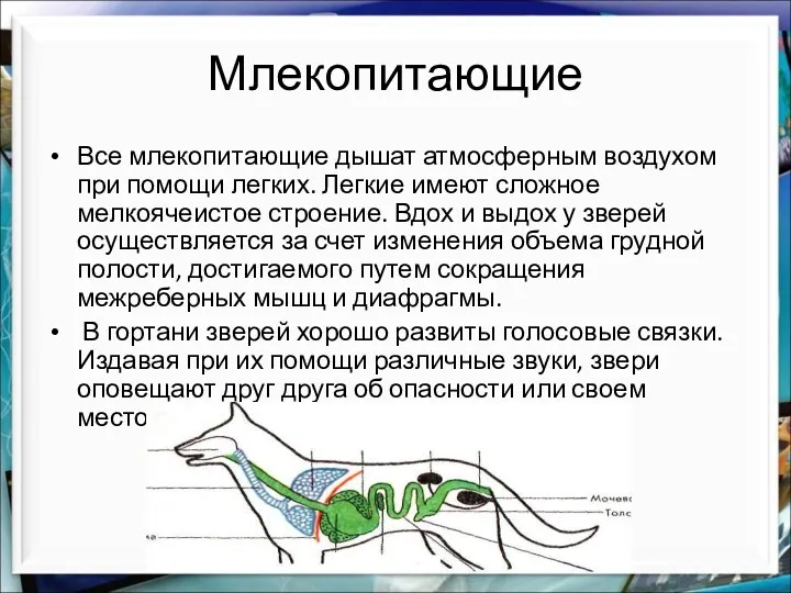 Млекопитающие Все млекопитающие дышат атмосферным воздухом при помощи легких. Легкие имеют сложное мелкоячеистое