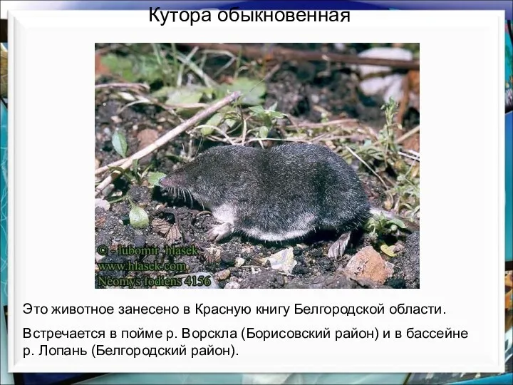 Кутора обыкновенная Это животное занесено в Красную книгу Белгородской области. Встречается в пойме