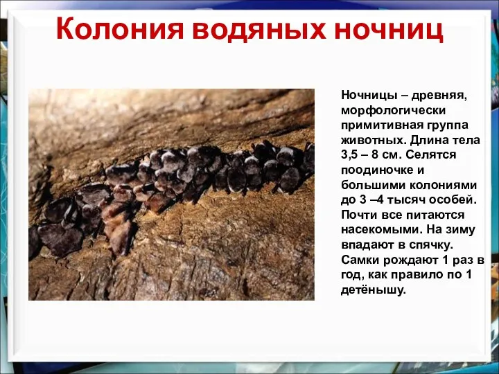 Колония водяных ночниц Ночницы – древняя, морфологически примитивная группа животных. Длина тела 3,5