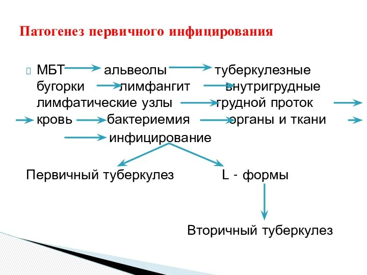 МБТ альвеолы туберкулезные бугорки лимфангит внутригрудные лимфатические узлы грудной проток