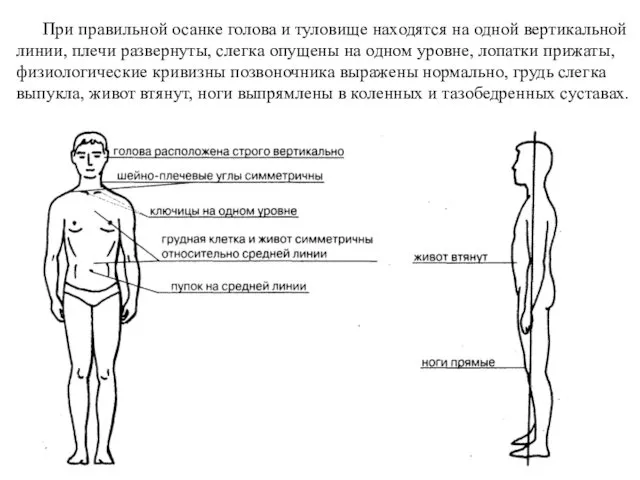 При правильной осанке голова и туловище находятся на одной вертикальной