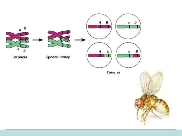 A B a b Тетрады Кроссинговер A B a b a B A b Гаметы