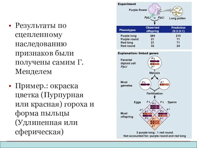 Результаты по сцепленному наследованию признаков были получены самим Г.Менделем Пример.: