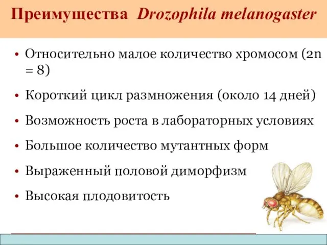 Относительно малое количество хромосом (2n = 8) Короткий цикл размножения