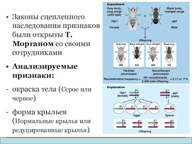 Законы сцепленного наследования признаков были открыты T.Морганом со своими сотрудниками