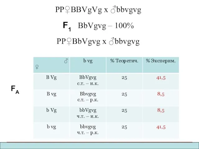 PP♀BBVgVg x ♂bbvgvg F1 BbVgvg – 100% PP♀BbVgvg x ♂bbvgvg FA