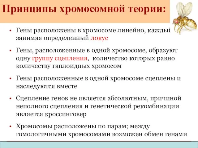 Гены расположены в хромосоме линейно, каждый ген занимая определенный локус