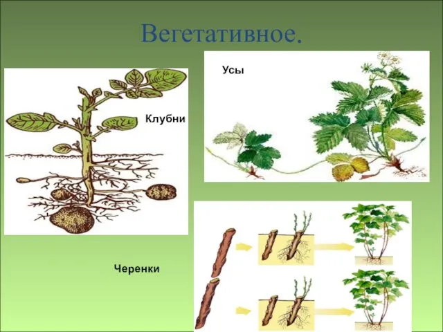 Вегетативное. Клубни Черенки Усы