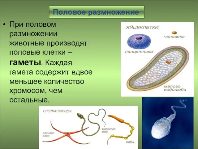 Половое размножение. При половом размножении животные производят половые клетки –