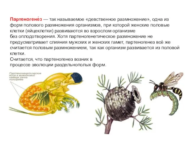 Партеногене́з — так называемое «девственное размножение», одна из форм полового размножения организмов, при