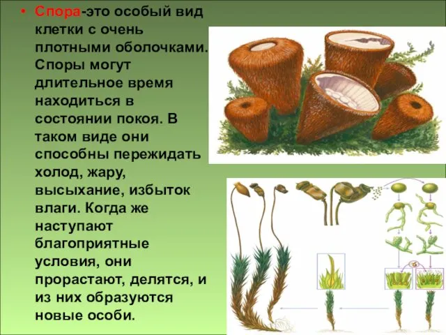 Спора-это особый вид клетки с очень плотными оболочками. Споры могут длительное время находиться