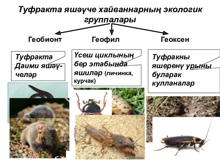 Туфракта яшәүче хайваннарның экологик группалары Геобионт Геофил Геоксен Туфракта Даими