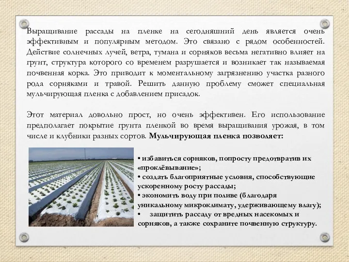 Выращивание рассады на пленке на сегодняшний день является очень эффективным