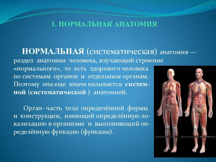 1. НОРМАЛЬНАЯ АНАТОМИЯ НОРМАЛЬНАЯ (систематическая) анатомия — раздел анатомии человека,