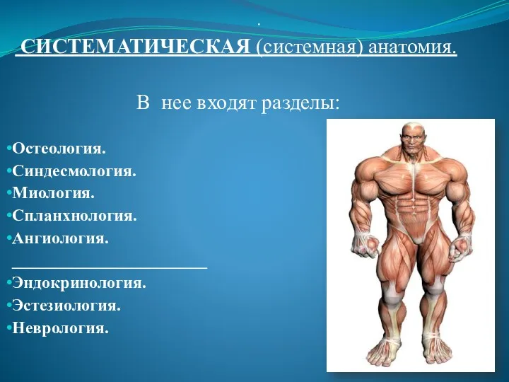 . СИСТЕМАТИЧЕСКАЯ (системная) анатомия. В нее входят разделы: Остеология. Синдесмология.