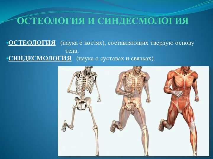 ОСТЕОЛОГИЯ И СИНДЕСМОЛОГИЯ ОСТЕОЛОГИЯ (наука о костях), составляющих твердую основу
