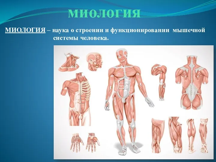 миология МИОЛОГИЯ – наука о строении и функционировании мышечной системы человека.